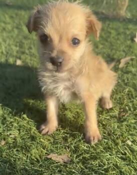 Yorkshire Terrier and Chihuahua Dogs Available for Adoption - Rookie  | PetCurious