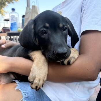 ALPHARETTA - Mazzie -  Coonhound and Mixed Breed Dog for Adoption in Blairsville, Georgia - ALPHARETTA - Mazzie | PetCurious