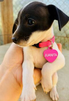 Rescue Chihuahua and Terrier Dogs for Adoption in San Diego, California - Juanita | PetCurious