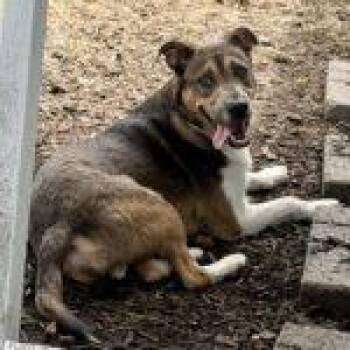 Coney -  Mixed Breed Dog for Adoption in Fort Wayne, Indiana - Coney | PetCurious