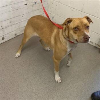 CLEMENTINE -  Pit Bull Terrier and German Shepherd Dog Dog for Adoption in San Bernardino, California - CLEMENTINE | PetCurious