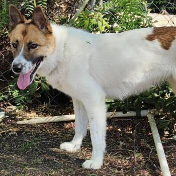 Rescue Shepherd Dogs for Adoption in Burbank, California - Opal | PetCurious