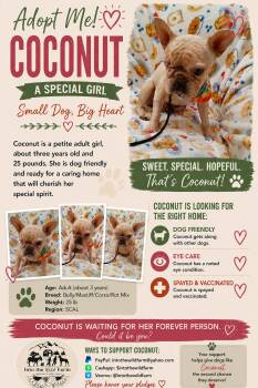 Coconut -  French Bulldog Dog for Adoption in Frazier Park, California - Coconut | PetCurious