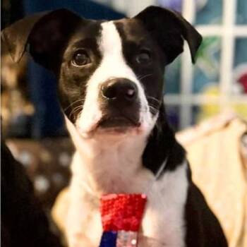 Rescue Terrier Dogs for Adoption in Wadena, Minnesota - Ragan | PetCurious