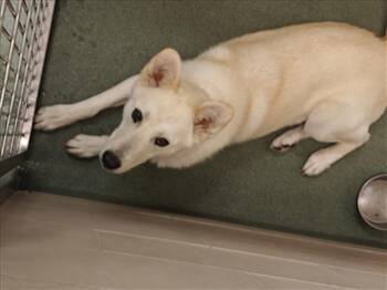 Rescue Mixed Breed Dogs for Adoption in Santa Fe, New Mexico - NATHAN | PetCurious