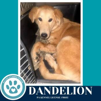 Golden Retriever Dogs Available for Adoption - Dandelion 022826 | PetCurious