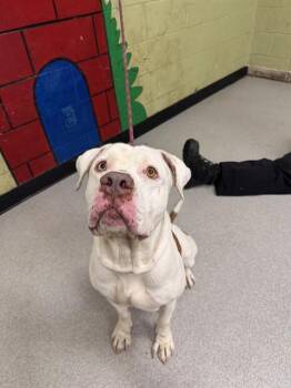 Rescue Pit Bull Terrier Dogs for Adoption in Indianapolis, Indiana - SCHMITTY | PetCurious