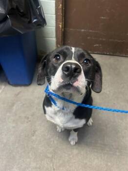 Border Collie and English Setter Dogs Available for Adoption - ASLAN | PetCurious