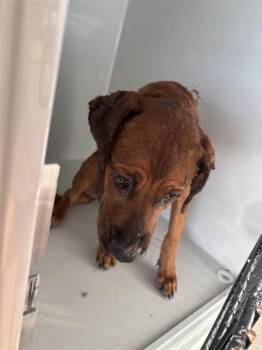 A661875 -  Labrador Retriever Dog for Adoption in Houston, Texas - A661875 | PetCurious