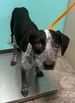 Root Beer -  Mixed Breed Dog for Adoption in Lampasas, Texas - Root Beer | PetCurious