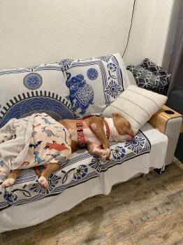 Rubble -  Pit Bull Terrier Dog for Adoption in San Diego, California - Rubble | PetCurious