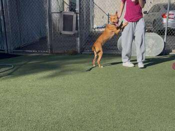 Rescue Pit Bull Terrier Dogs for Adoption in Plainfield, Illinois - Erika With A Smile That Lights Up The Room | PetCurious
