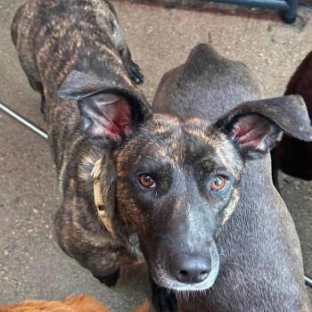 Dutch Shepherd and Mixed Breed Dogs Available for Adoption in Avon, Ohio - Belle | PetCurious