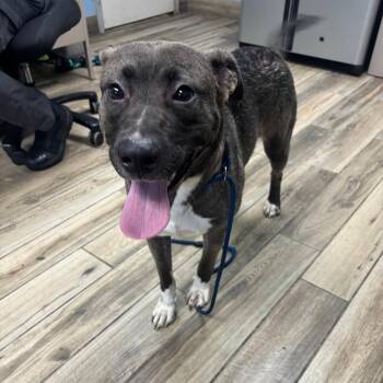 Mixed Breed Dogs Available for Adoption in Henderson, Kentucky - Sasha | PetCurious