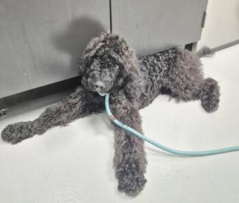 Vc-7 -  Standard Poodle Dog for Adoption in Lawrenceville, Georgia - Vc-7 | PetCurious