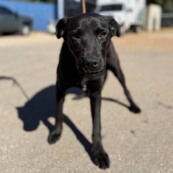 Rescue Black Labrador Retriever Dogs for Adoption in Columbia, South Carolina - Black Beans | PetCurious