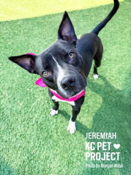 Pit Bull Terrier and Mixed Breed Dogs Available for Adoption in Kansas City, Missouri - Jeremiah | PetCurious