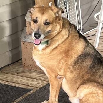 Mixed Breed Dogs Available for Adoption in Gulfport, Mississippi - Sadie | PetCurious