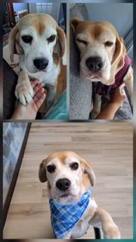 Brenda -  Beagle Dog for Adoption in Clinton, Michigan - Brenda | PetCurious