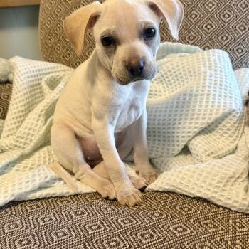 Corrine -  Pug and Beagle Dog for Adoption in Minneapolis, Minnesota - Corrine | PetCurious