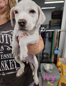 Ivy -  Pit Bull Terrier Dog for Adoption in Irwin, Pennsylvania - Ivy | PetCurious