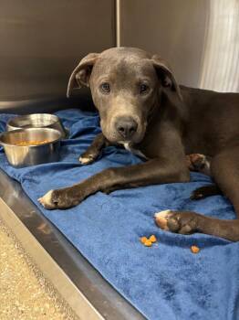 Pit Bull Terrier and Mixed Breed Dogs Available for Adoption in Chico, California - Carlie | PetCurious