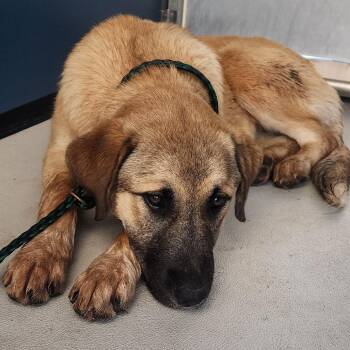 German Shepherd Dog Dogs Available for Adoption in Greenville, South Carolina - Tangerine | PetCurious