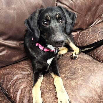 Scarlett -  Mixed Breed Dog for Adoption in Marshfield, Wisconsin - Scarlett | PetCurious