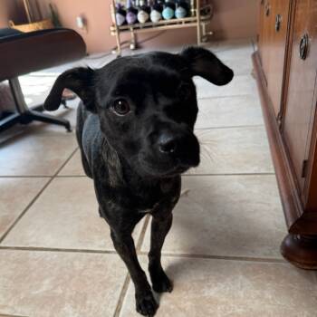 Rescue Pug Dogs for Adoption in Los Angeles, California - Bella Nova | PetCurious