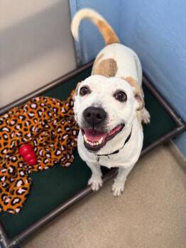 Terrier and Mixed Breed Dogs Available for Adoption in Palm Coast, Florida - Ellie | PetCurious