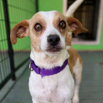 Chihuahua and Mixed Breed Dogs Available for Adoption in Bradenton, Florida - Stitch | PetCurious