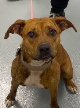Mixed Breed Dogs Available for Adoption in St. Cloud, Florida - ROCKETTE | PetCurious