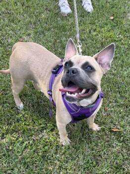 Rescue French Bulldog and American Bully Dogs for Adoption in Alexandria, Louisiana - Sparkles | PetCurious