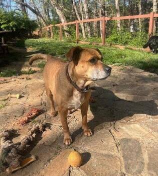 Gretchen -  Terrier Dog for Adoption in Candler, North Carolina - Gretchen | PetCurious