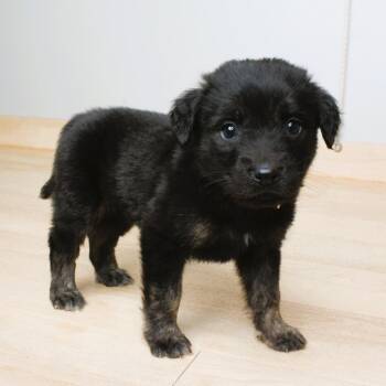 Pancake D69480 -  Labrador Retriever and Spaniel Dog for Adoption in Minnetonka, Minnesota - Pancake D69480 | PetCurious
