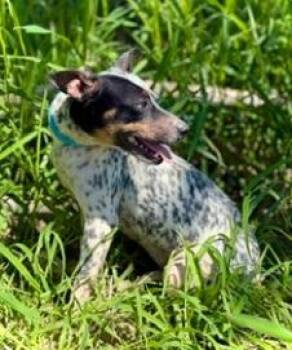 Willa -  Australian Cattle Dog Blue Heeler and Chihuahua Dog for Adoption in Thompson Falls, Montana - Willa | PetCurious