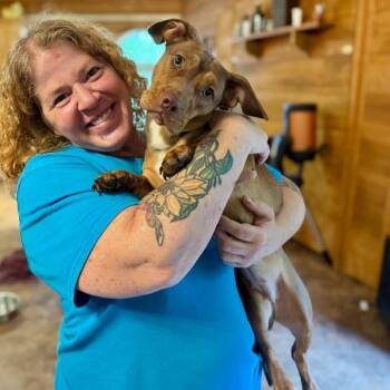 Hazel -  Terrier Dog for Adoption in Huntsville, Alabama - Hazel | PetCurious