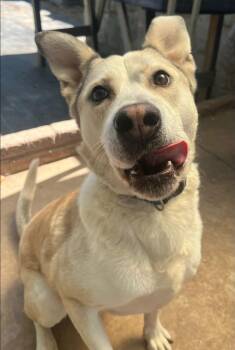 Rescue Labrador Retriever Dogs for Adoption in Mustang, Oklahoma - Sammy | PetCurious