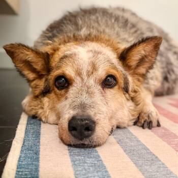 Steve -  Cattle Dog Dog for Adoption in Los Angeles, California - Steve | PetCurious