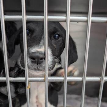 Mixed Breed Dogs Available for Adoption in Dekalb, Illinois - Cadie | PetCurious