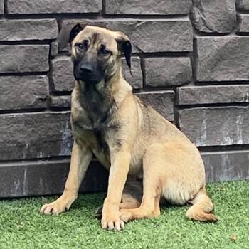 Shepherd Dogs Available for Adoption in Loxahatchee Groves, Florida - Sierra 1566 | PetCurious