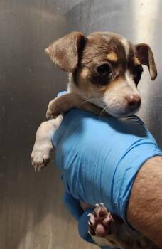 Rescue Chihuahua Dogs for Adoption in San Antonio, Texas - A780667 | PetCurious