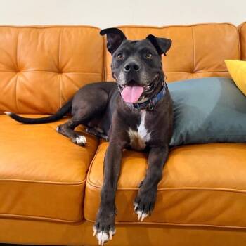 Staffordshire Bull Terrier and Pit Bull Terrier Dogs Available for Adoption - Neo The Great Snuggler And Sweetest Soul | PetCurious