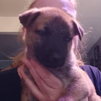 Mr. K 12066 -  Dutch Shepherd and Belgian Shepherd Malinois Dog for Adoption - Mr. K 12066 | PetCurious