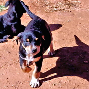 Rescue Rottweiler and Spaniel Dogs for Adoption in Rutherfordton, North Carolina - Hunter | PetCurious