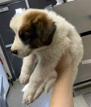 A254388 -  German Shepherd Dog and Mixed Breed Dog for Adoption in Visalia, California - A254388 | PetCurious