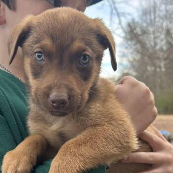 Weimaraner and Hound Dogs Available for Adoption - Thelma | PetCurious