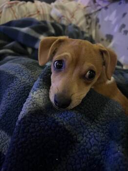 Chihuahua Dogs Available for Adoption - Petrie | PetCurious