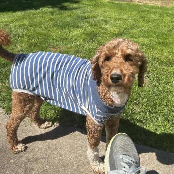 Miniature Poodle and Golden Retriever Dogs Available for Adoption in Sinking Spring, Pennsylvania - Shaggy | PetCurious