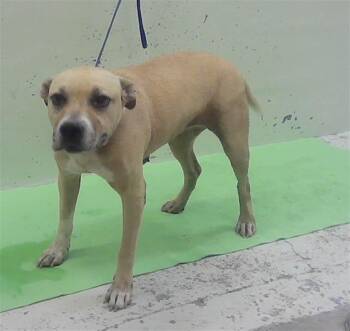 MOLLY -  Staffordshire Bull Terrier and Mixed Breed Dog for Adoption in Houston, Texas - MOLLY | PetCurious